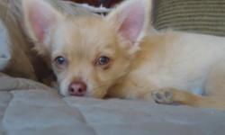 HE'S 13 WKS & READY TO GO, WEIGHS 4.4 LBS, SHOULD CHART AROUND 6 LBS. HE'S GOT GREENISH EYES, HE'S VERY CUTE & SWEET, PRETTY COAT, GIVES KISSES, LIKES TO BE HELD & PLAYS WELL W/HIS BUDDIES, HAS A GREAT DISPOSITION (WILL MISS HIM). FATHER IS AKC & ACA