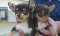 Beautiful Chihuahua babies for sale. Both males and females weighing in at 1.7 - 2.3 lbs. DOB 7-16-11.
Puppies have already been vet checked, health certificate, 1st set of puppy shots, fecal test, microchip will be done prior to leaving.
All payments can