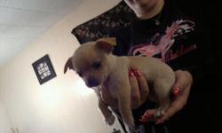 a lil boy 7 weeks old full chihuahua call for more info 407-535-6172