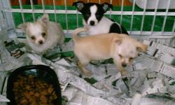 looking for a little friend and companion dog?
Four absolutely precious little puppies
1 long haired boy white with tan ears
1 long haired white and tan girl (tiny)
1 tan girl short hair
1st vaccination done
registered: Pet homes only
All accessories
