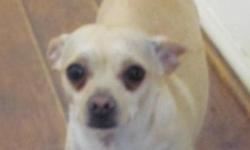 Cream colored male chihuahua named Peanut looking for good home. He is fixed and has all his shots. 4 yrs old. Very loving. Needs a good home or foster home.