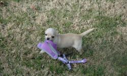 CHIHUAHUA, MALE, CKC, BORN AUGUST 9, 2012. &nbsp;$300. &nbsp;THREE PUPPY SHOTS HAVE BEEN GIVEN. &nbsp;PICTURES ARE CURRENT.
PLEASE FEEL FREE TO CONTACT MY CELL WITH QUESTIONS OR TO VISIT THIS LITTLE GUY --.
&nbsp;
COB --.