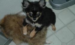 CHIHUAHUA, MALE, CKC, LONG COAT, BLACK AND TAN, BORN AUGUST 9TH, $350, THREE PUPPY/PARVO SHOTS HAVE BEEN GIVEN. &nbsp;PLEASE FEEL FREE TO CONTACT MY CELL WITH QUESTIONS OR TO VISIT THIS LITTLE DARLING. &nbsp;--.
&nbsp;
COB000000005.