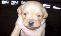 I HAVE 2 MORE PUPPIES ..1 FEMALE AND 1 MALES.....THEY WILL BE ABOUT 8 TO 10 POUNDS..THANK YOU