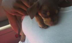 CHIHUAHUA MIX PUPPY, 1 MONTH OLD, NOT HOUSE BROKEN LOOKING FOR A GOOD HOME