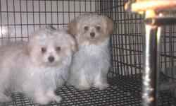 We have a male and a female. They are Chihuahua and Toy Poodle puppies. Im asking $250 each Call or Text 1---