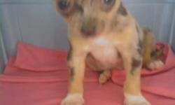 CHIHUAHUA PUPPIE blue merle FEMALE 9 WEEKS OLD super sweet in personality BORN 05/07/2010 CALL DAVE 760 880-2859