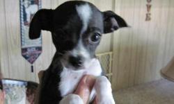 Female Chihuahua puppie for sale first shots and wormed very loveable.12 weeks old. (559)732-4177