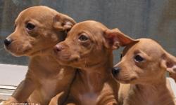 These beautiful boy chihuahuas were born April 8, 2010.. $100 to a forever home only!