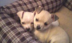 I have two 7-week-old female chihuahua puppies, just in time for the holidays. One is white with one ear up and one down, and the other is tan with brown ears. They are cute and very playful, $100 each OBO.