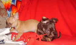 Male chocolate & tan Chihuahua puppies, only 2 left, very loving, playful & have grown up with kids. ACA registered, utd on shots & worming will make excellent pets or breeders.