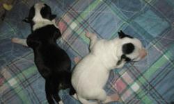 ONE FEMALE CHIHUAHUA PUPPIES FOR SALE, READY TO GO TO THEIR NEW HOME OCTOBER 16TH. ONE IS MOSTLY BLACK WITH WHITE AND BROWN. VERY CUTE PUPPY... LOOKING FOR GOOD HOMES WITH LOVING AND CARING PEOPLE..