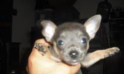 chihuahua pups 9 weeks old first shots 3 blue male $200.00 cash firm call 623 204-0908