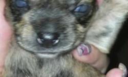 6 week old Chihuhaha puppies for sale&nbsp;
2 males, and 5 females
Serious buyers only