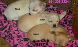 Two cuties left, one male..$200. and one female.$250. They were born on Nov.7th, the lil girl is Fawn colored and the lil boy is White with Tan markings and a speckled nose, VERY playful as well as lovable,
They have their first shot's and worming. Please