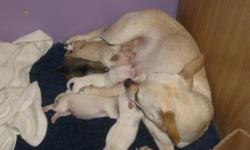 chihuahua puppies for sale
i have 4 puppies that i am currently accepting deposits on. they were born 1/10/2011 and will be ready march 8/2011
i have 3 females and i male
females are $400 i will hold the pup for $200 when you pick up the pup the rest or