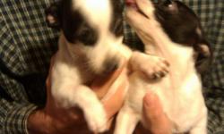 Chihuahua Puppies, black and white. Will be medium sized. One male and one female, for a loving home.
$225.00 each
Thank you very much :)
