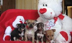 Adorable Chihuahua Puppies. CKC registered. Weaned, current on shots and worming. Ready for Valentine's Day.