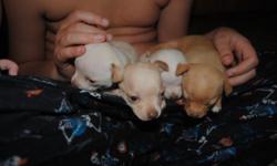 I have two females and two male pure bred Chihuahua puppies (the two white ones are boys). Dad weighs four pounds and mom is 6 pounds, no papers but both parents on site. Females are 250. and males 175. Great with kids, very playful. --.&nbsp; (The