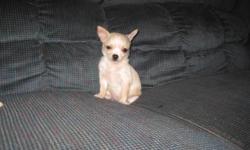 I have chihuahua puppies.. 2 females that are 8 weeks old and ready for new homes. one is an apricot color, the other is creamy white. very sweet and tiny. they are the ones on the blue couch. 4 newborn females that will be ready for valentines day.. very
