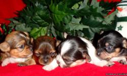 TINY chihuahua puppies, will be ready to go home around x-mas, will only be 3 to 4 pounds full grown, $150.00, 1st & 2nd pictures&nbsp;the 2 females are in the middle of the picture, and the 2 males are the ones at each end of the picture..3rd & 4th