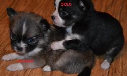 We have a female and male chihuahua ready for their new homes now! We have a female sable and a cream male LC.&nbsp; They will come with a puppy pack, blanket, toy and a bag of dogfood.
Our puppies do not come registered.
They are well-socialized with
