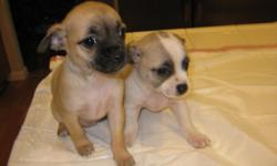 8 weeks old chihuahua puppies; sacramento area; cell) 408-963-9898