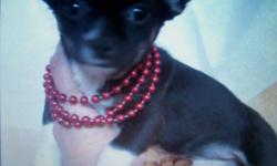 i have an assortment of colors of male chihuahuas, all come with on year health gaurantee
