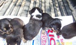 I have some beautiful , registrable; very small Chihuahua puppies. They should not get bigger than about 3 lbs. They are sweethearts with a great personality. Easy to train. The first litter was born on May 17/th 2010 4 females & 1 male,- will be ready to