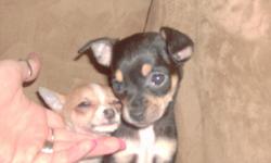 8 weeks old chihuahua puppies ready to go. 3 male & 1 female...call (989)695-2349