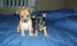 I HAVE 3 CHIHUAHUA'S HEALTH CERTIFICATE ,KENNEL TRAINED..1 female was born 12-16-10 and the 2 little boys where born on 1-14-11 I am in pasco county If intrested please contact trigger2@gmx.com to come see them