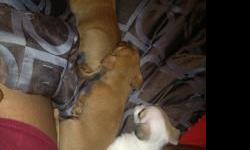 I have 3 males Puppies, they are seven weeks old... cute, playful, and great dogs