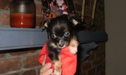 5 Beautiful Chihuahua puppies! They will be ready for their new homes on December 1st! They will each come with health certificate, up to date on shots, and ckc papers! There are 2 little boys and 3 girls! they are very lovable and playful! They have been