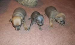 Chihuahua&nbsp; puppies no papers&nbsp; call -- price reduced to 75.00