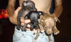 I have three chihuahua puppies for sale. 2 males $100 a piece.(one is brown and the other is a charcoal color) and one female $150.(she is black with a small white spot on her chest area) they all have a little bit of white on the tips of their feet. They