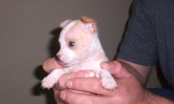 eight weeks old very tiny must see call if interested thank you males only