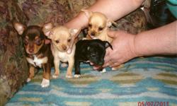 3 females, 1 male. born march 23, ready to go now. first shotts, good start on potty training. call for details. 616-696-1360