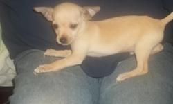 purebred male chihuahua puppies for sale. both parents on premises.$250 each.adorable must see.for info call -- cash only.update.... only one left will make great xmas gift will hold til xmas eve for small deposit.