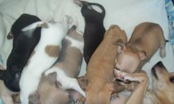 Chihuahua Puppies for Sale. 2 males, 4 females, 6 weeks old, ready to go! Adorable. Also a 16 month old male.