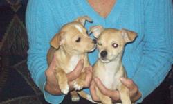 2 female chihuahua puppies, 3 mo. old, shots and vet check, short hair. Mom and dad on site