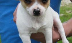 Ready to become a part of your loving family! Cute as buttons - very friendly, playful, lovable, and super well socialized puppies! Raised around all ages of children and love to be handled! Born April 24, 2011. White with brown spots. Only two males and