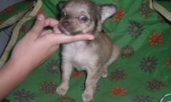 I have&nbsp;3 Chihuahua&nbsp;puppies 1 male and 2 females for $75.00 each.&nbsp;&nbsp;I was originally&nbsp;asking $150.00 for each.&nbsp; They are&nbsp;6 weeks old.&nbsp; They are really playful with kids.&nbsp;&nbsp;If you are interested,&nbsp;call me