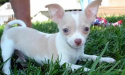 Beautiful Chihuahua puppies available from a reputable breeder in Oregon!
Our chihuahuas are outgoing, healthy and ready to be your babies!
Throughout the year we have some fabulous and exciting unique coat colors and patterns for you to consider.
Our