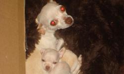 Very cute tiny male chihuahua tan in color, born 02/05/11, has not gotten his first shot yet. mom and dad are pure bred chihuahuas. He looks exactly like mom which is on my other ad. Pick up only please, no delivery.
