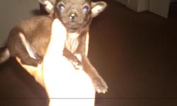 Chihuahua puppy male, parents 2 and 3 Lbs. Puppy&nbsp;will be small,&nbsp;is a&nbsp;smooth coat.&nbsp;current shots included.
Phone. &nbsp;
&nbsp;