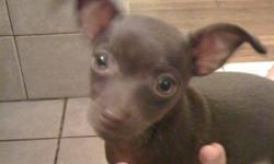 Cute female chocolate colored puppy born on 2/16/11, now 8 weeks old. Full blood but no papers. Very healthy, de-wormed and has first shots. I have vet records available. She is very affectionate and sweet. A wonderful addition for a family who wants a