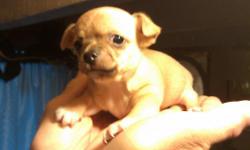 Chihuahua Puppy, brown, female. Very loving and affectionate. Ready for new happy new home.