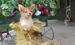 One little adorable male chihuahua puppy still available.
Both parents on site. Please serious inquires only! Call
Stacey for more info @ () -