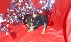 1 Female Chihuahua born on 4-21-11. UTD on shots and comes with a health warranty.
** Credit Cards Accepted (Visa/MasterCarÂ­?d?Â­Â­Â­Â­Â­Â­Â­Â­Â­Â­Â­Â­Â­)?Â­Â­Â­?
*Â­Â­* Financing Available
** Shipping Available
** MicrochippedÂ­?
For More Info
Call/Text: