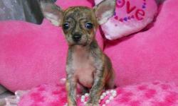 1 Male Chihuahua born on 7-23-11. UTD on shots and comes with a health warranty.
*?* Credit Cards Accepted (Visa/MasterCard???????)
** No Credit Check Financing Available (Please Inquire)
** Shipping Available
** Microchipped?
** UABR Registered
For More